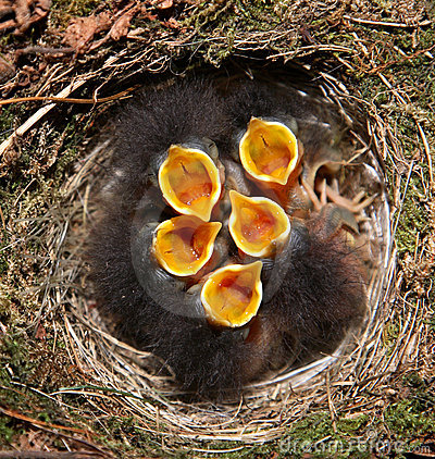 baby-birds-in-nest-thumb14036800