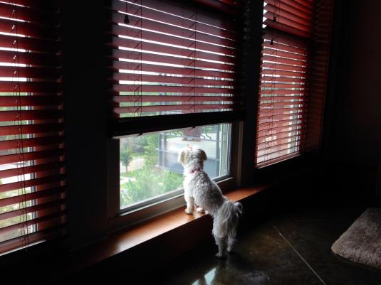 Maddie at window