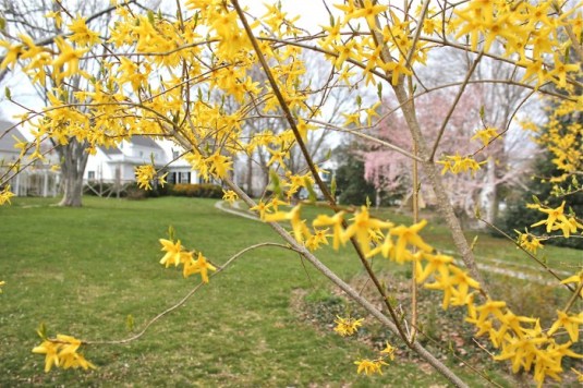 forsythia