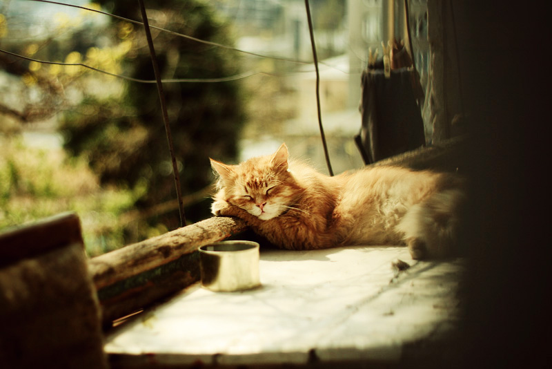 sunny_days_by_liquidsunnyday